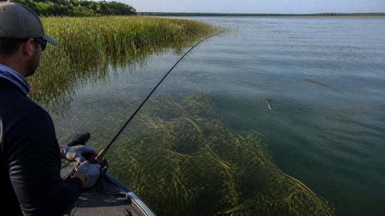 Bass Trolling Around Grass