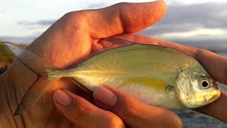 Big Dreams, Tiny Fish - Inshore Lure Fishing With New RUNCL Anchor Box